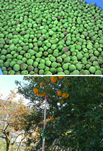 岩手県内の特色ある果実（梅、ブルーベリー、ヤマブドウなど）