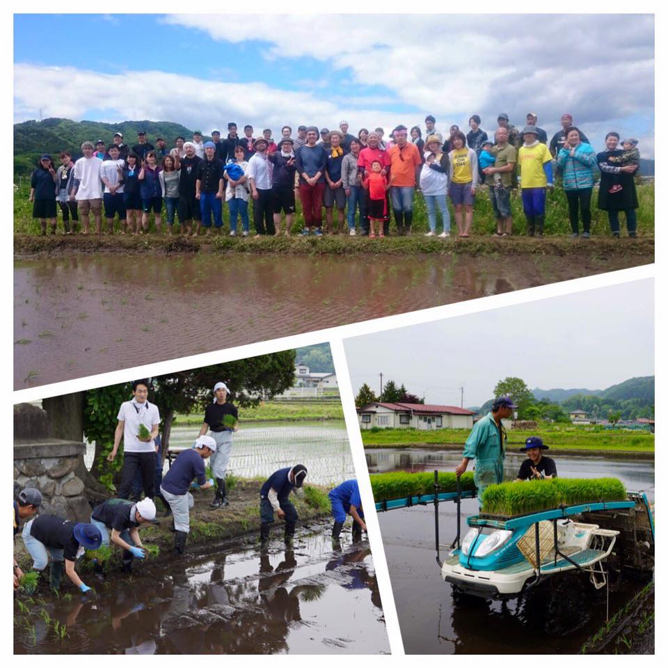 rice planting