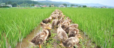 土手に上がって羽づくろいする合鴨たち