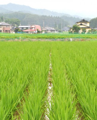 田んぼの風景